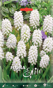 MUSCARI AUCHERI WHITE MAGIC (CONFEZIONE DA 10 BULBI)
