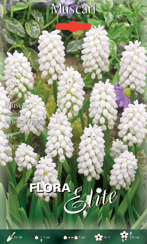 MUSCARI AUCHERI WHITE MAGIC (CONFEZIONE DA 10 BULBI)