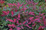 NANDINA DOMESTICA FLIRT MURASAKI VASO 18CM