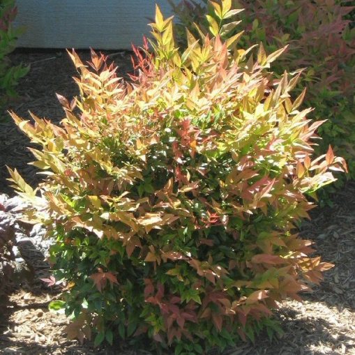 NANDINA GULF STREAM VASO 19CM