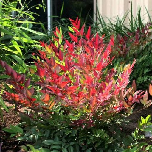 NANDINA DOMESTICA OBSESSED (1 PIANTA)
