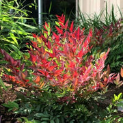 NANDINA DOMESTICA OBSESSED VASO 18CM