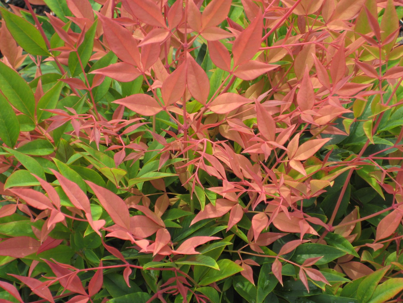 NANDINA MAGICAL SUNRISE VASO 19CM
