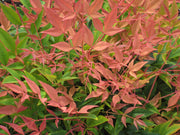 NANDINA MAGICAL SUNRISE VASO 19CM