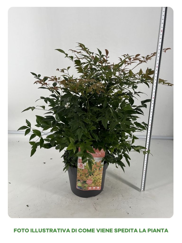 NANDINA MAGICAL SUNRISE VASO 19CM