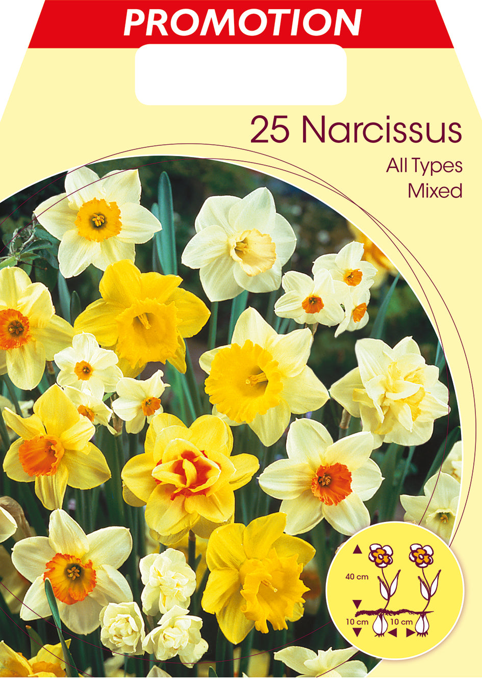 NARCISO ALL TYPES MIX (CONFEZIONE DA 25 BULBI)