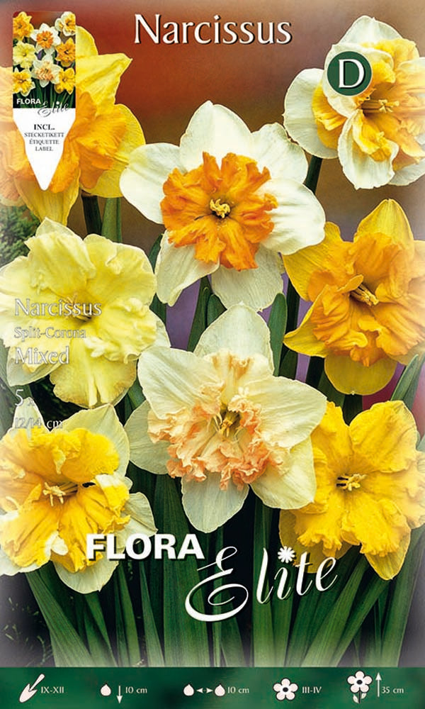 NARCISO SPLIT CORONA MIX DI COLORI (CONFEZIONE DA 5 BULBI)