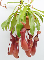 PIANTA CARNIVORA NEPENTHES VASO 9CM