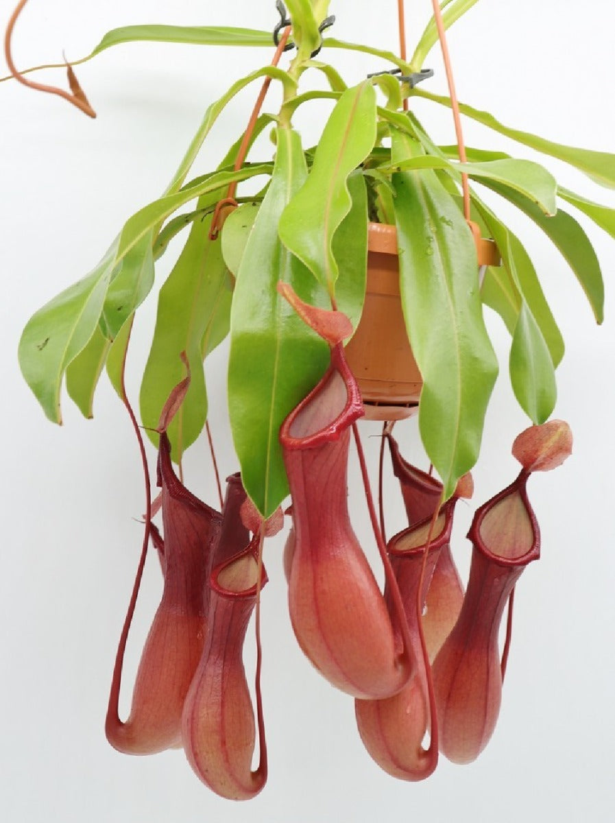 PIANTA CARNIVORA NEPENTHES VASO 9CM