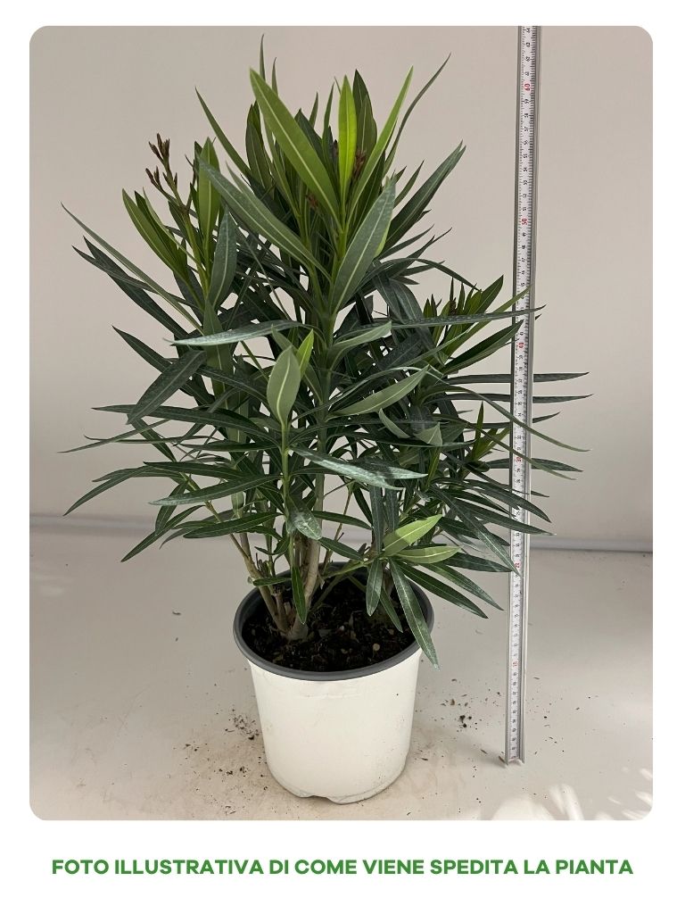 NERIUM OLEANDRO ROSSO IN VASO DA 19CM