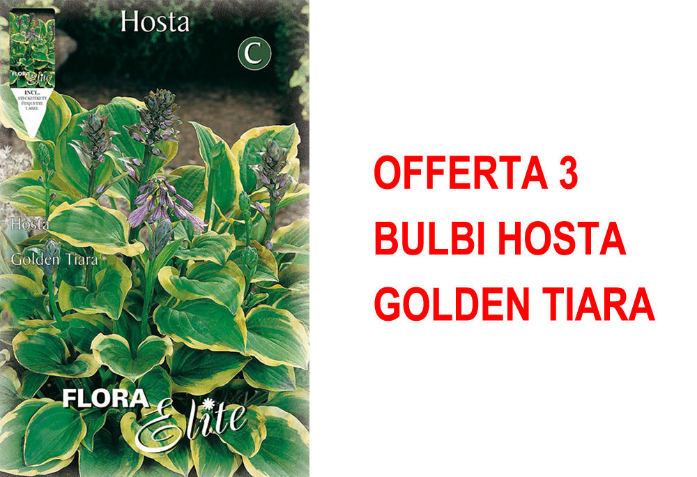 OFFERTA 3 BULBI HOSTA GOLDEN TIARA