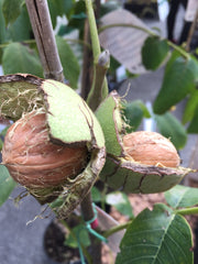 NOCE  CHANDLER V. JUGLANS REGIA (1 PIANTA IN VASO)