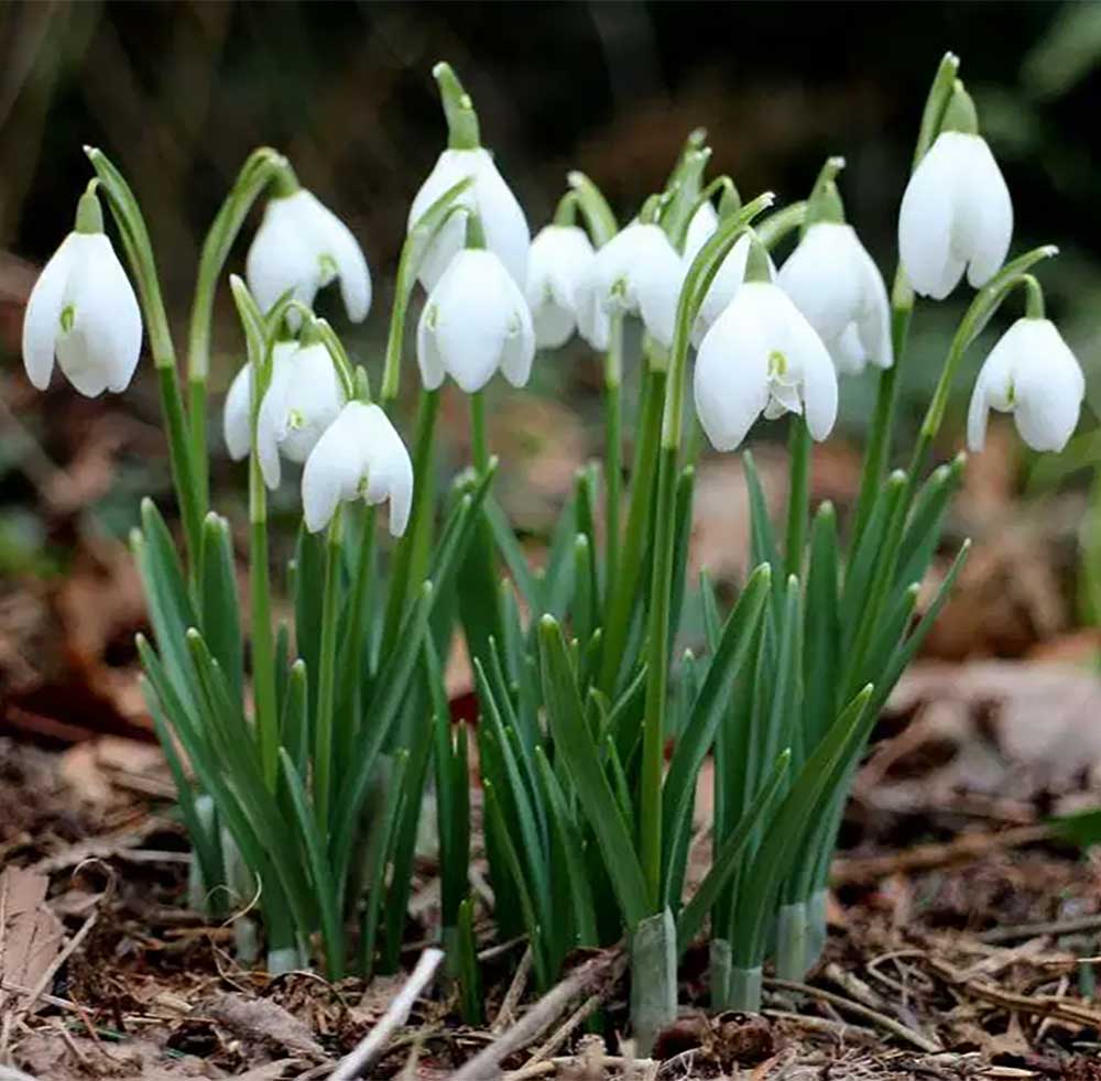 GALANTHUS NIVALIS BUCANEVE VASO 10CM