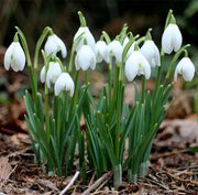 GALANTHUS NIVALIS BUCANEVE VASO 10CM