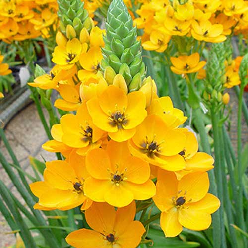 ORNITHOGALUM DUBIUM GIALLO VASO 10CM