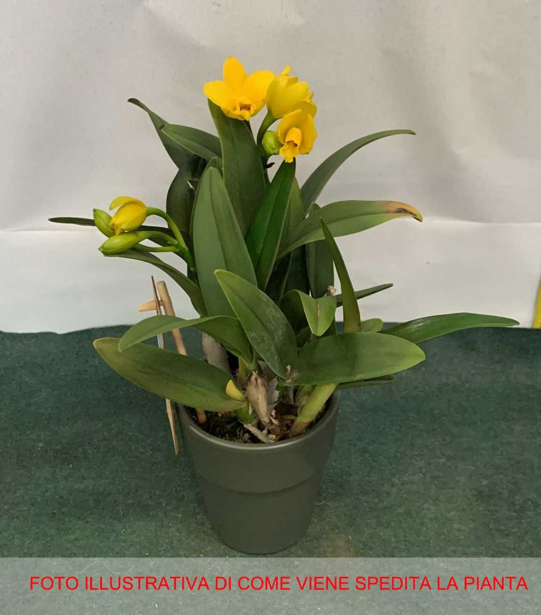 ORCHIDEA CATTLEYA GOLDEN BOY GIALLA VASO 9CM