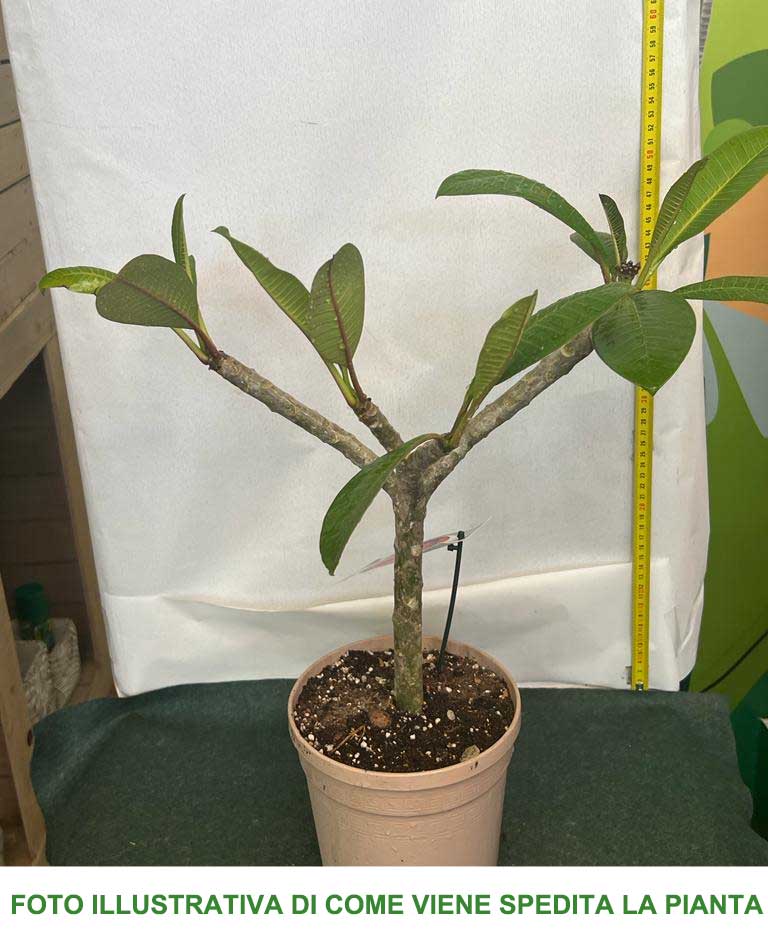 PLUMERIA POMELIA SUPERNOVA IN VASO 18CM