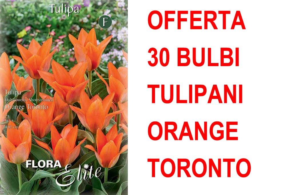 OFFERTA 30 BULBI DI TULIPANO MULTI-FLOWERED ORANGE TORONTO
