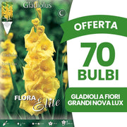 OFFERTA 70 BULBI GLADIOLI A FIORI GRANDI NOVA LUX