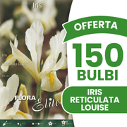 OFFERTA 150 BULBI IRIS RETICULATA LOUISE
