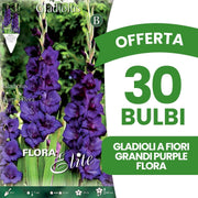 OFFERTA 30 BULBI GLADIOLI A FIORI GRANDI PURPLE FLORA
