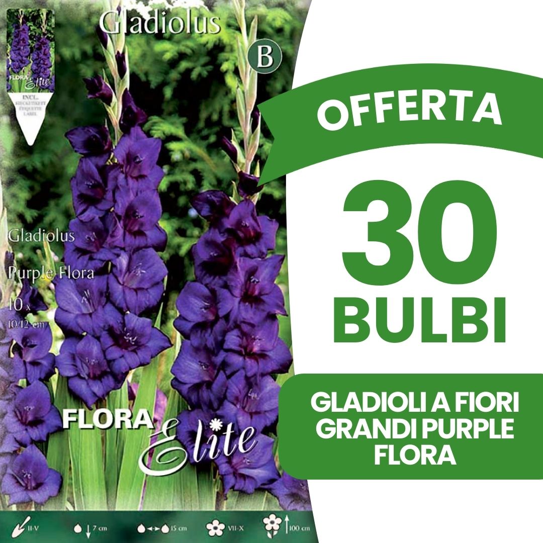 OFFERTA 30 BULBI GLADIOLI A FIORI GRANDI PURPLE FLORA