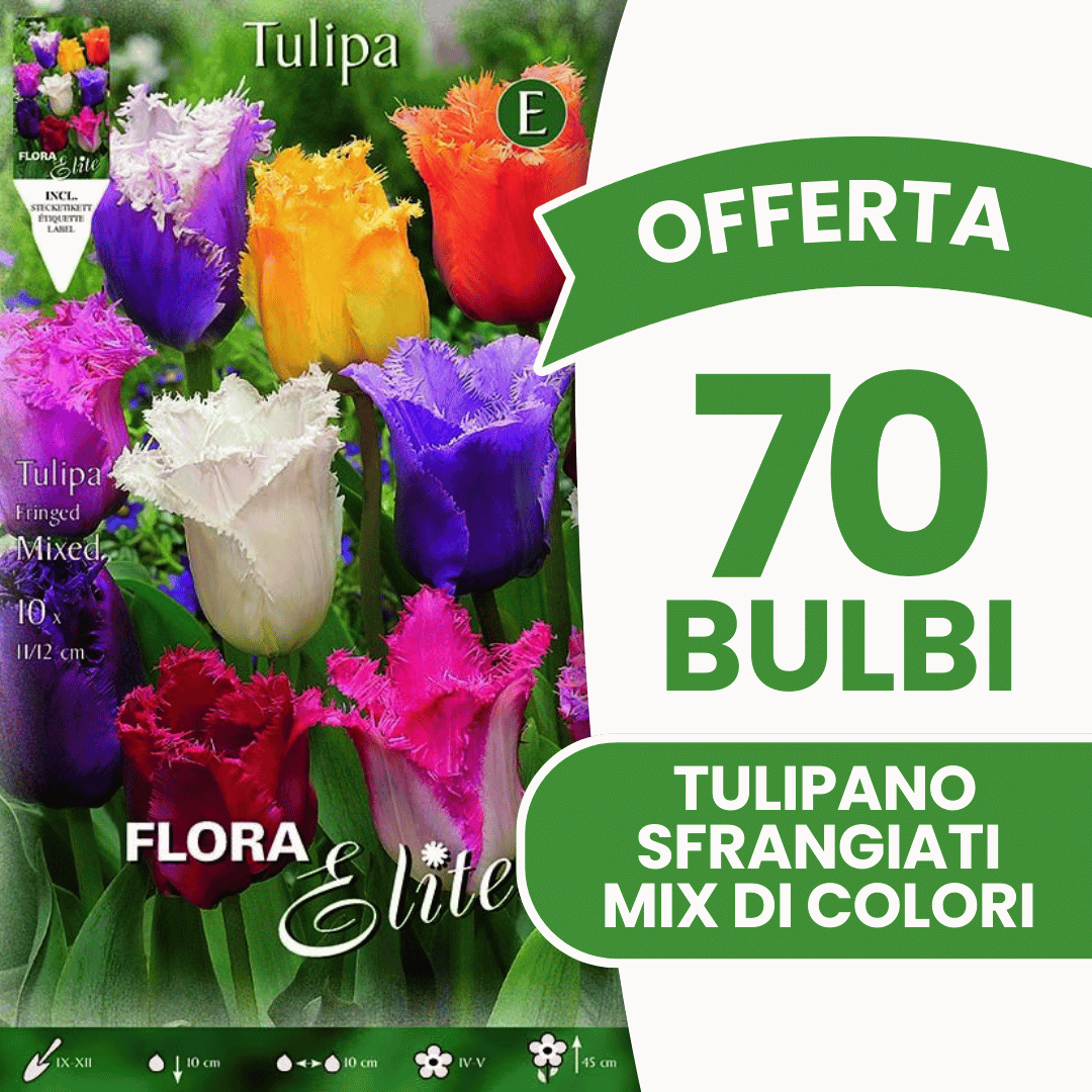 OFFERTA 70 BULBI TULIPANO SFRANGIATI MIX DI COLORI