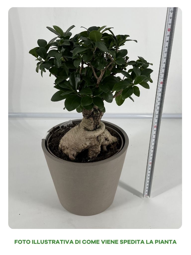 OFFERTA FICUS GINSENG BONSAI + VASO ECOPOTS AMSTERDAM18CM