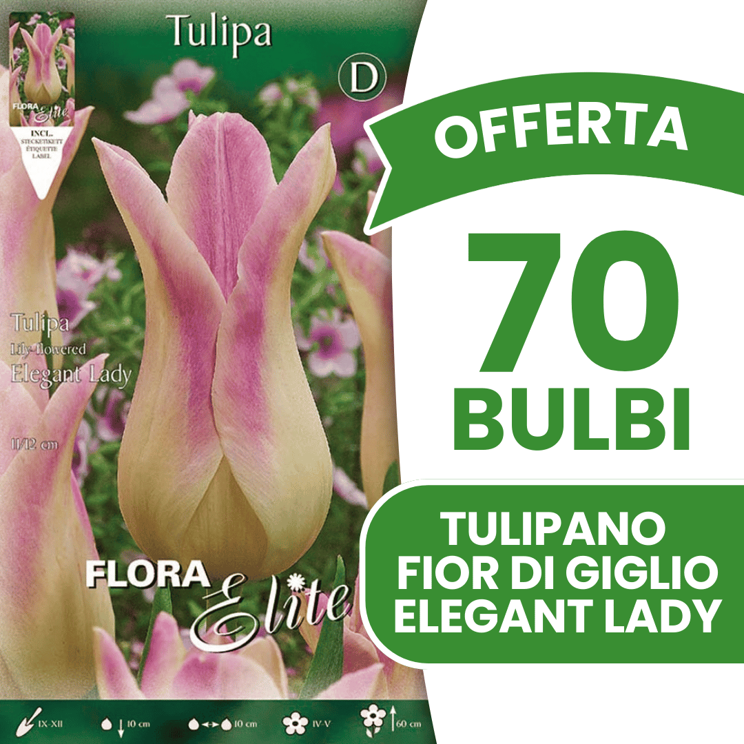 OFFERTA 70 BULBI TULIPANO FIOR DI GIGLIO ELEGANT LADY