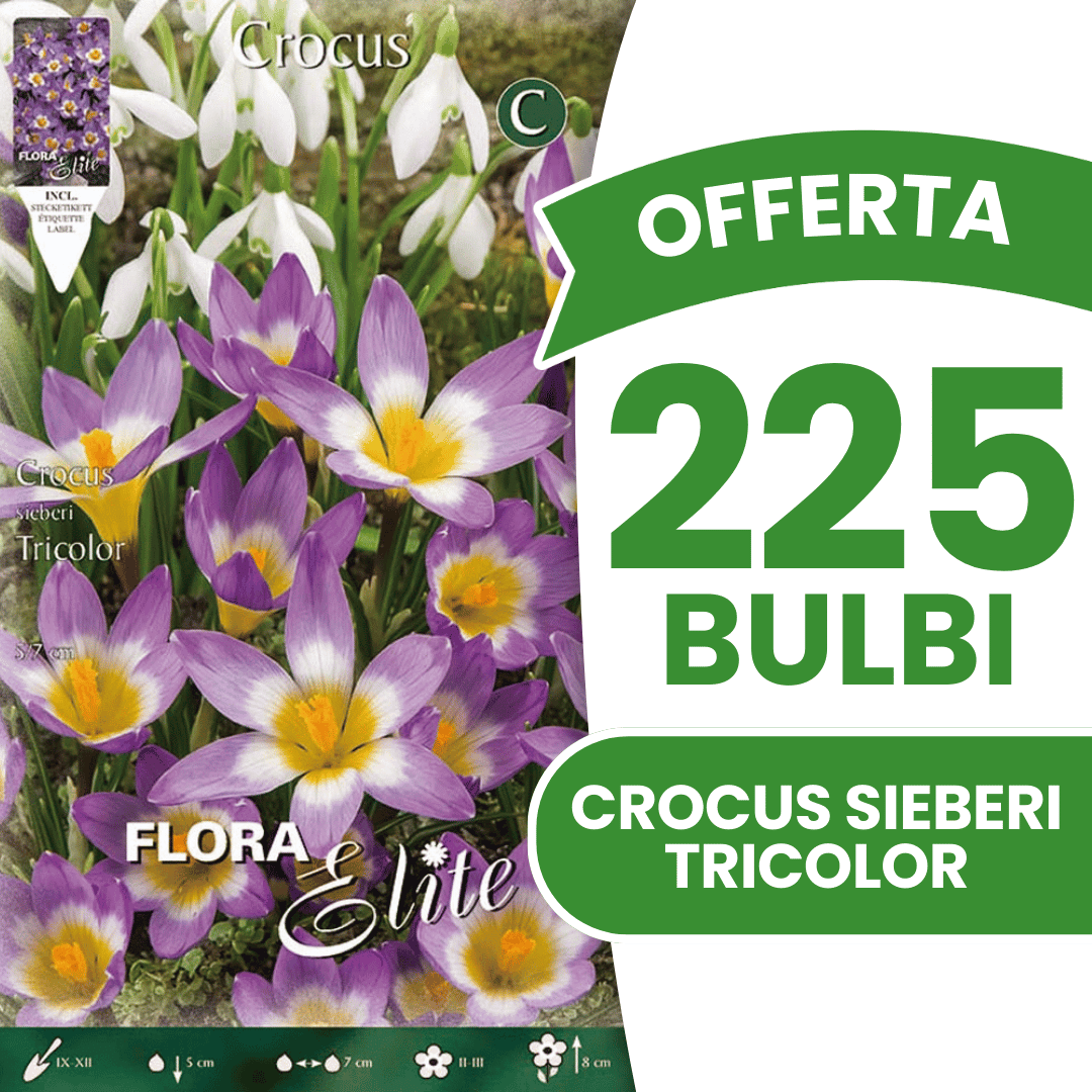 OFFERTA 225 BULBI CROCUS SIEBERI TRICOLOR