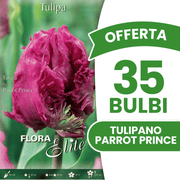 OFFERTA 35 BULBI TULIPANO PARROT PRINCE