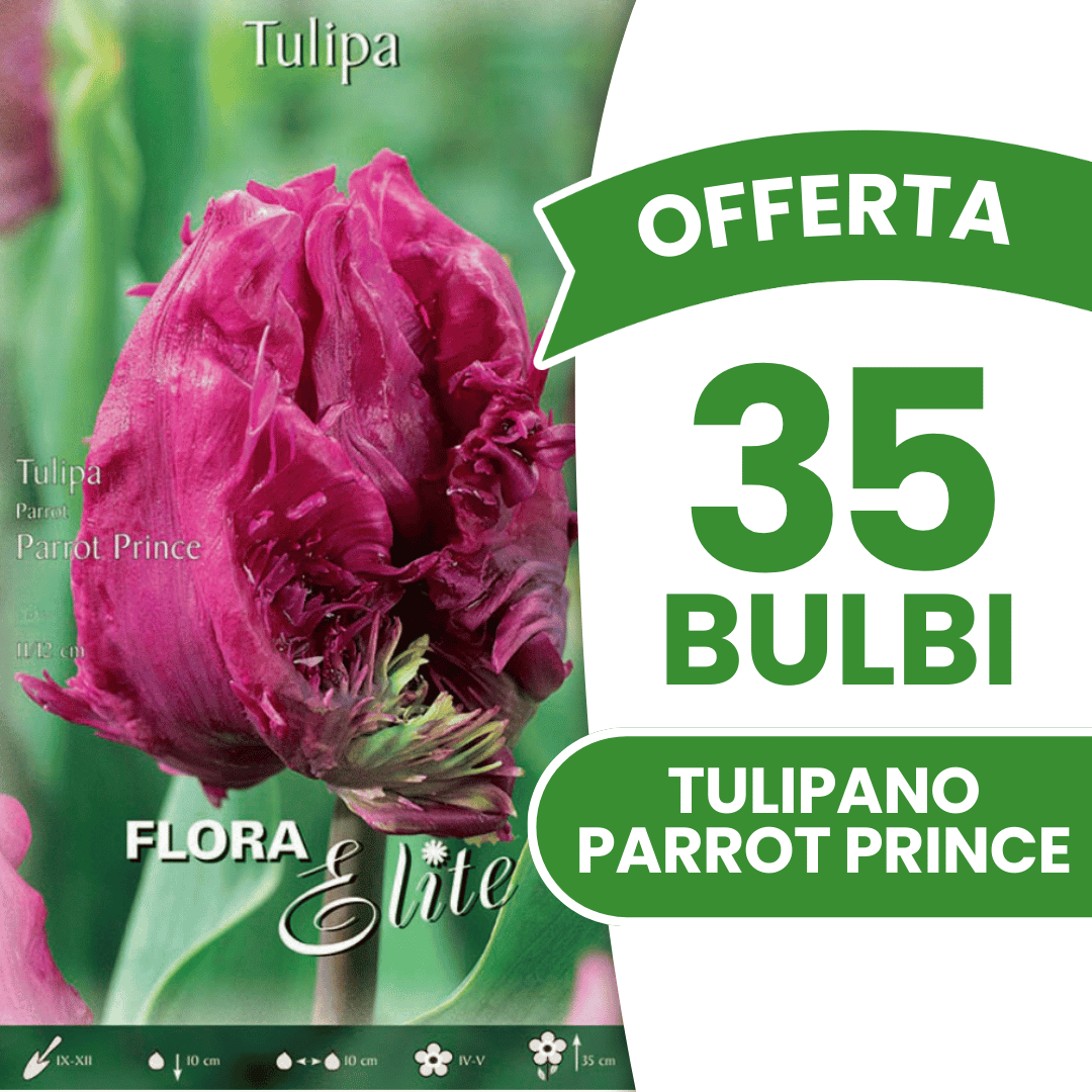 OFFERTA 35 BULBI TULIPANO PARROT PRINCE