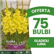 OFFERTA 75 BULBI GLADIOLI LUNA