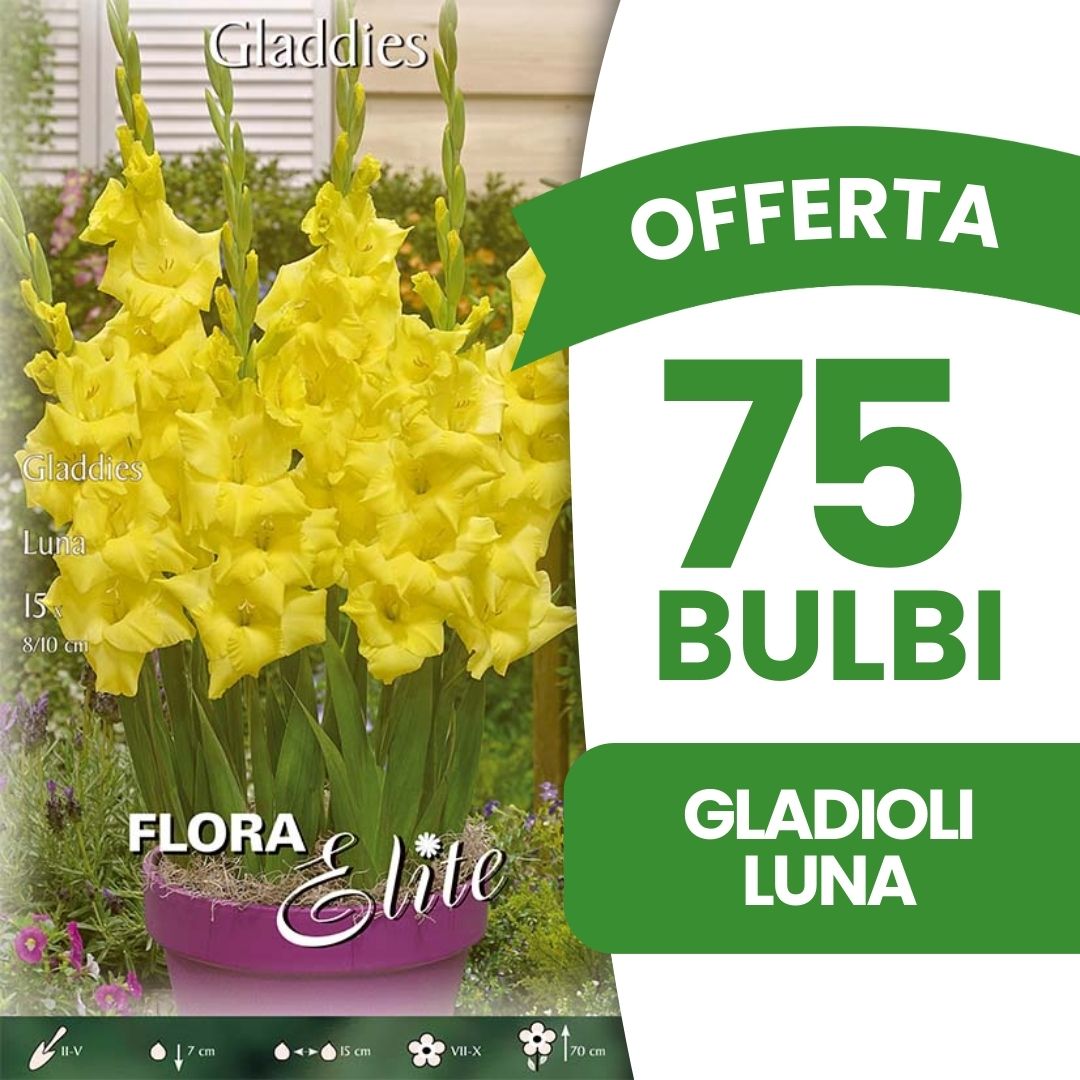 OFFERTA 75 BULBI GLADIOLI LUNA