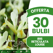 OFFERTA 30 BULBI IRIS RETICULATA LOUISE