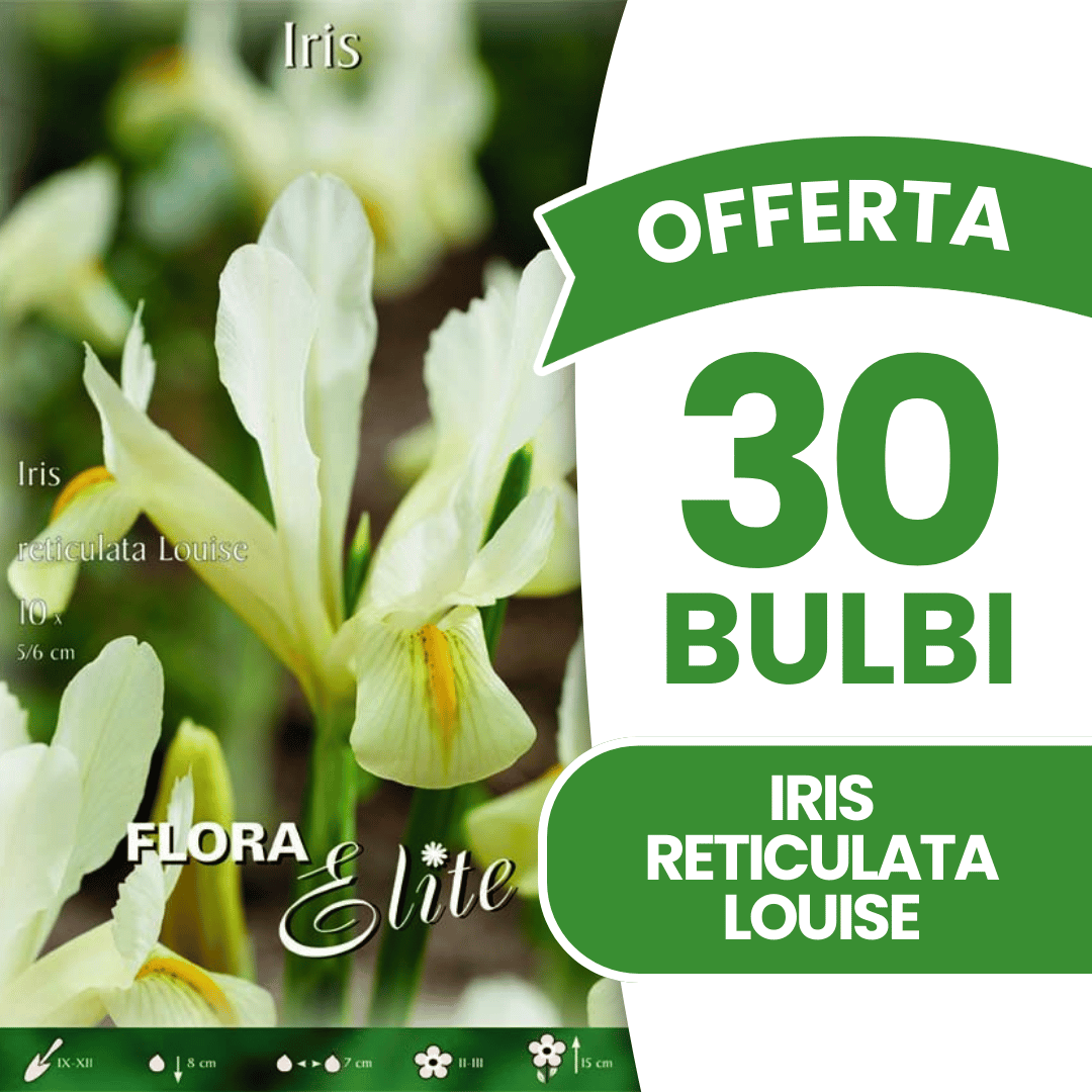 OFFERTA 30 BULBI IRIS RETICULATA LOUISE