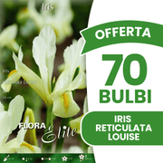 OFFERTA 70 BULBI IRIS RETICULATA LOUISE
