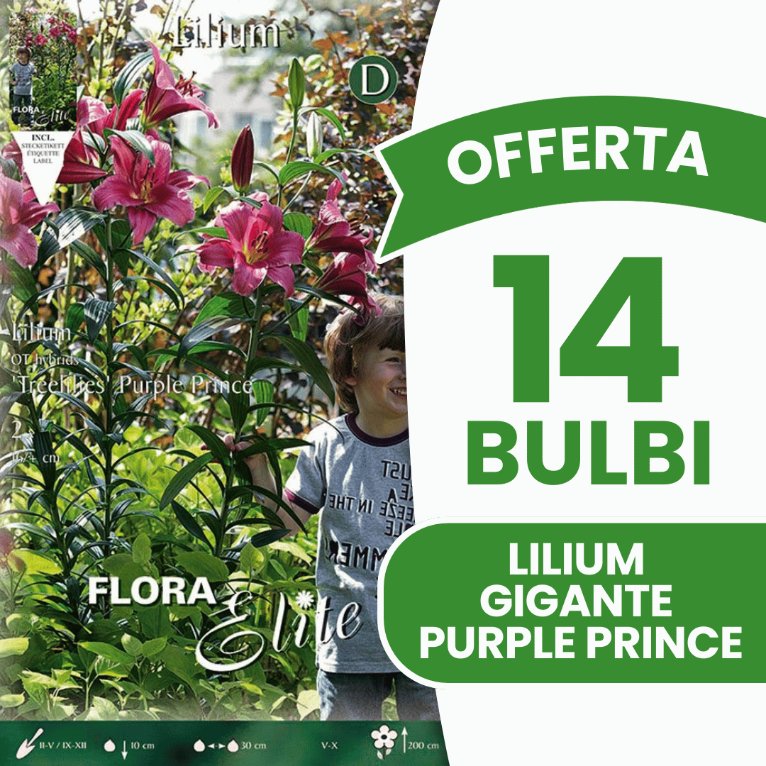 OFFERTA 14 BULBI LILIUM GIGANTE PURPLE PRINCE