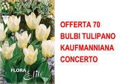 OFFERTA 70 BULBI TULIPANO KAUFMANNIANA CONCERTO
