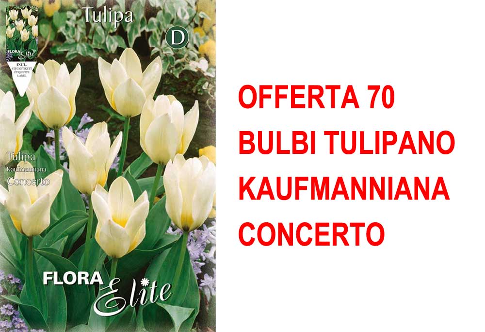 OFFERTA 70 BULBI TULIPANO KAUFMANNIANA CONCERTO