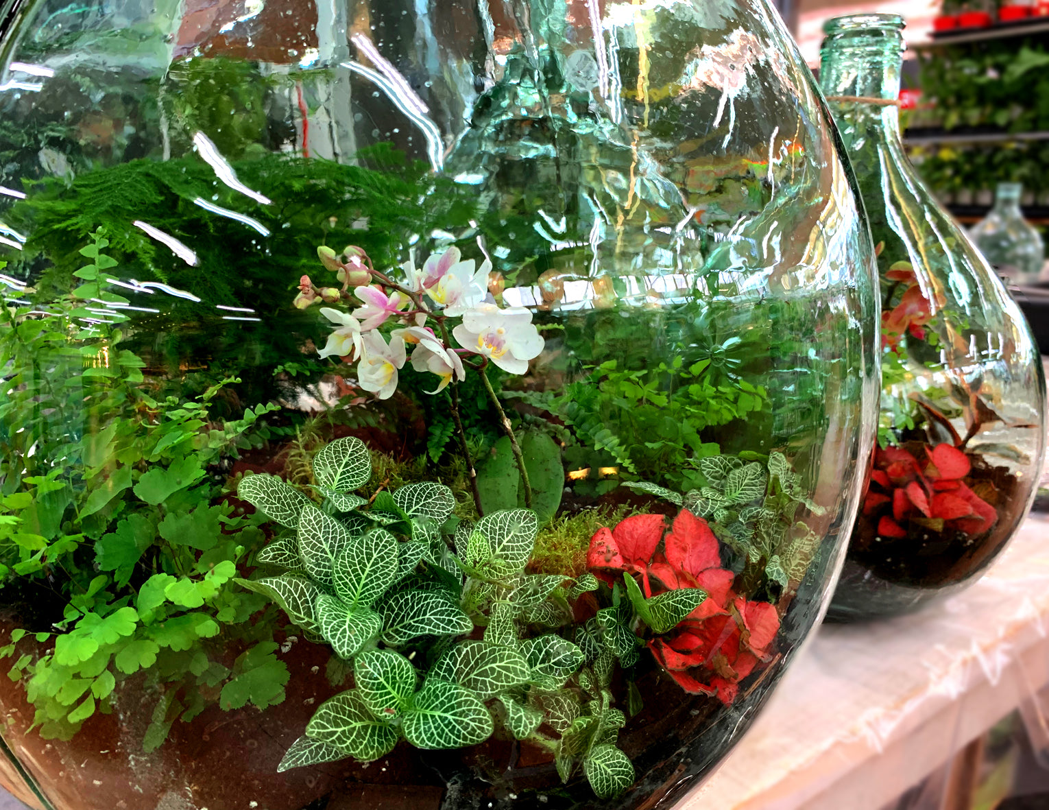 PIETRE DRENANTI 5 KG PER ECOSISTEMA TERRARIUM