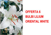 OFFERTA 6 BULBI LILIUM ORIENTAL WHITE