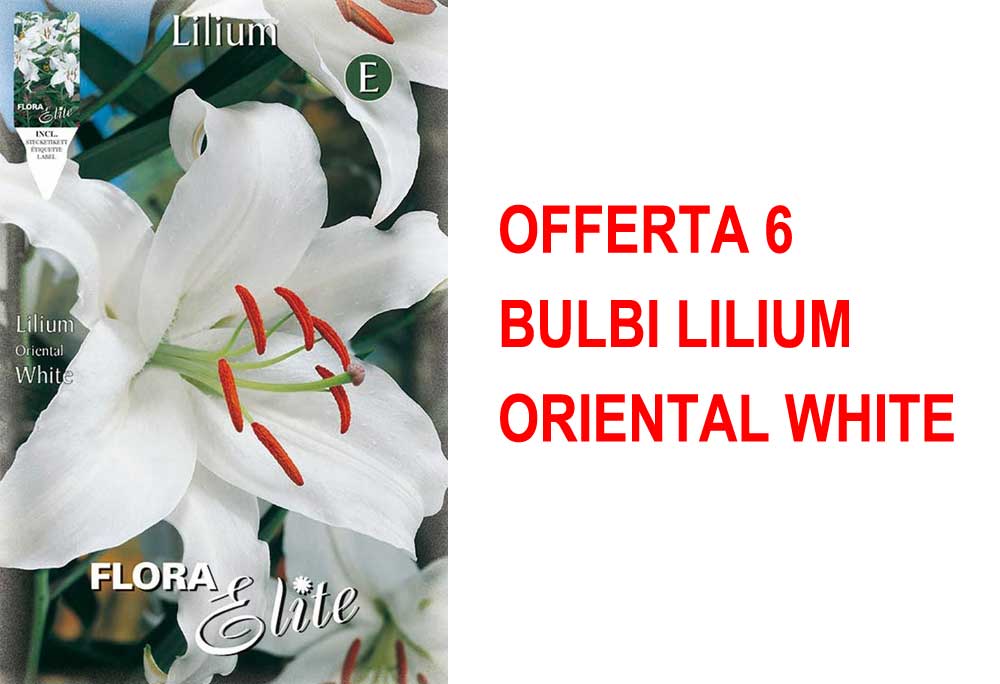 OFFERTA 6 BULBI LILIUM ORIENTAL WHITE