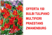 OFFERTA 150 BULBI TULIPANO MULTIFIORI PRAESTANS ZWANENBURG
