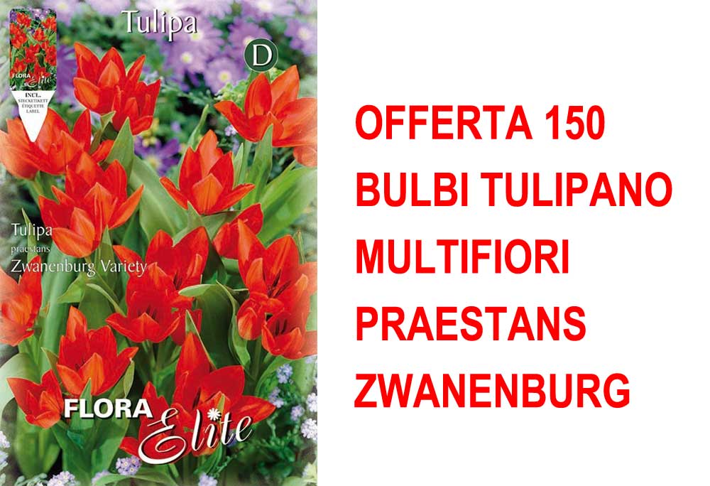 OFFERTA 150 BULBI TULIPANO MULTIFIORI PRAESTANS ZWANENBURG
