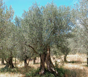OLIVO OLEA EUROPAEA VASO 20CM