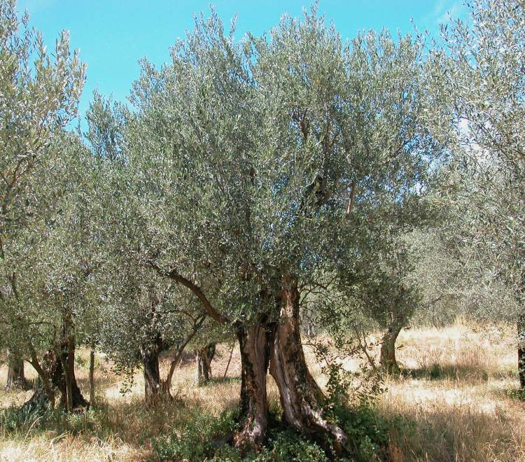 OLIVO OLEA EUROPAEA VASO 20CM