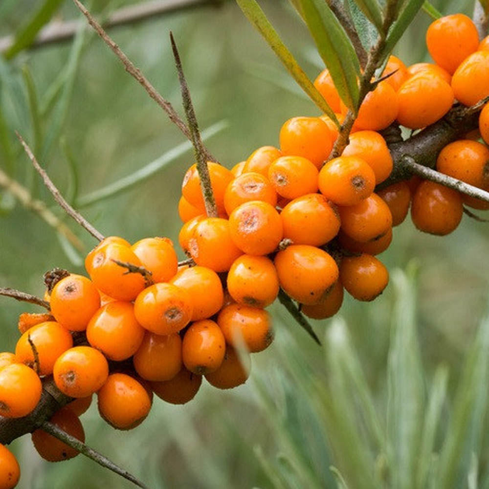 OLIVELLO SPINOSO IMPOLLINATORE VASO 15CM