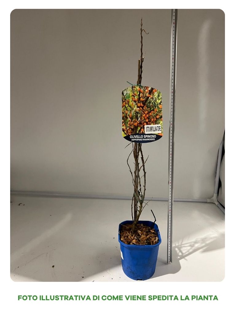 OLIVELLO SPINOSO IMPOLLINATORE VASO 15CM