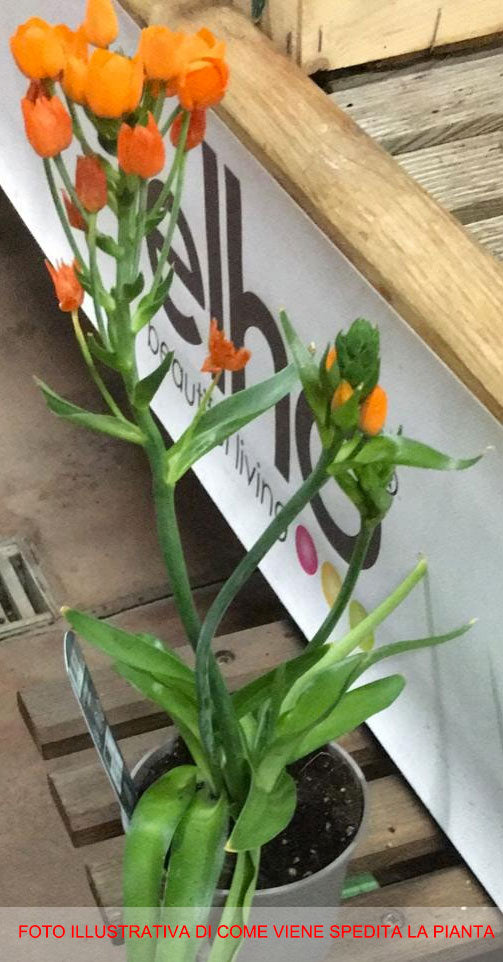 ORNITHOGALUM DUBIUM ARANCIONE VASO 10.5CM